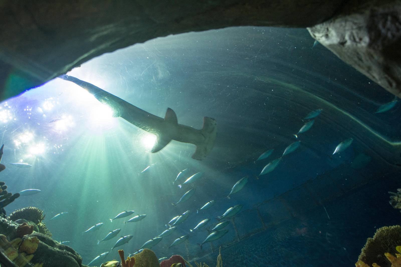 Scalloped Hammerhead Shark - Sphyrna lewini