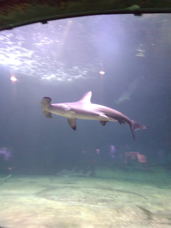 Scalloped Hammerhead Shark (Sphyrna lewini)