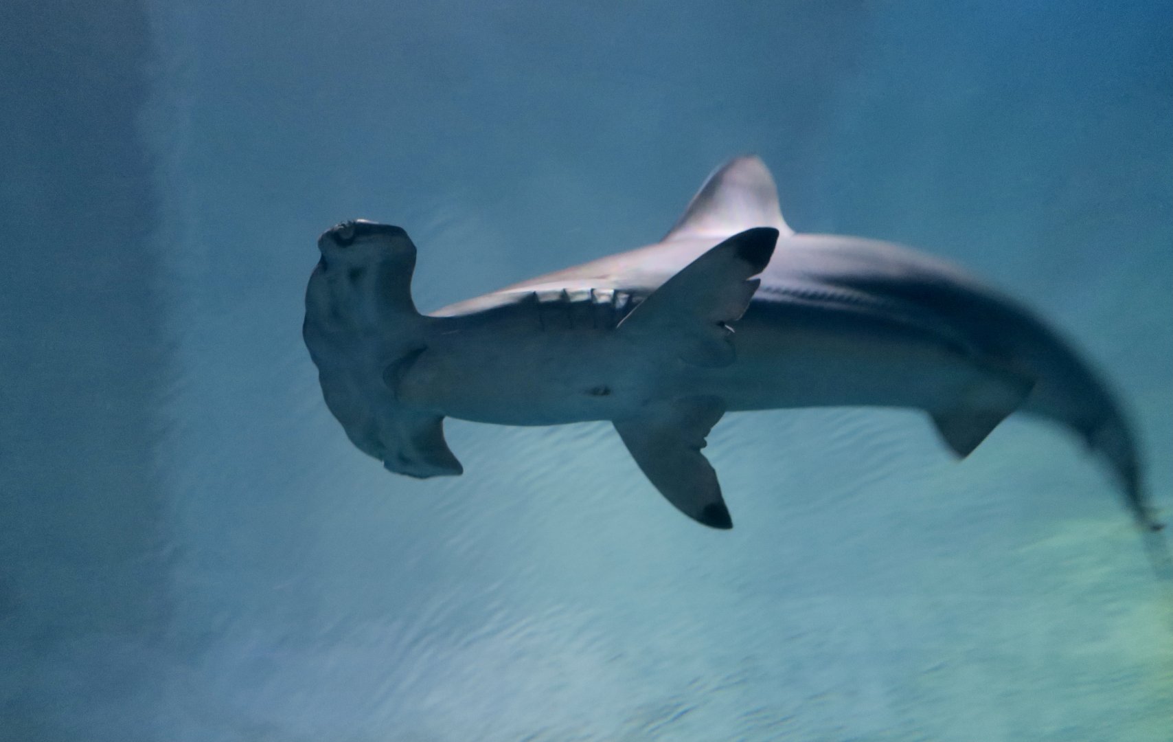 Scalloped Hammerhead Shark (Sphyrna lewini)