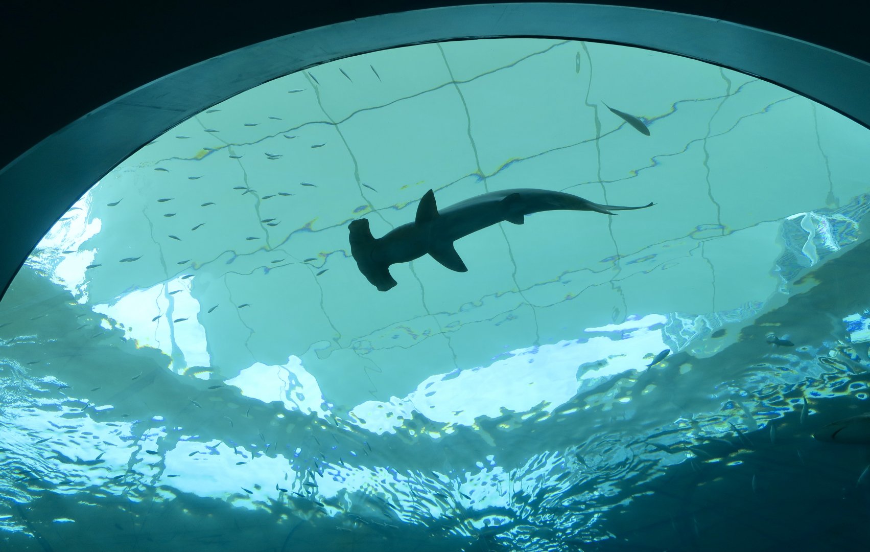 Scalloped Hammerhead Shark (Sphyrna lewini)