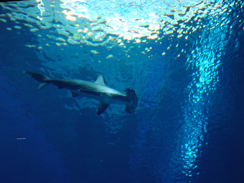 Scalloped hammerhead shark (Sphyrna lewini)