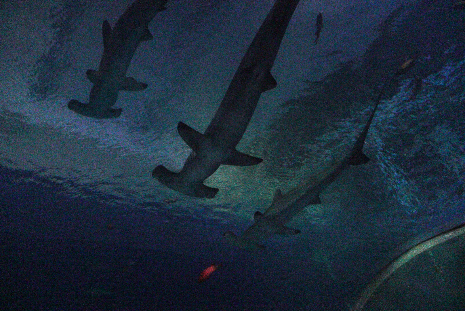 Scalloped Hammerhead Shark Trio