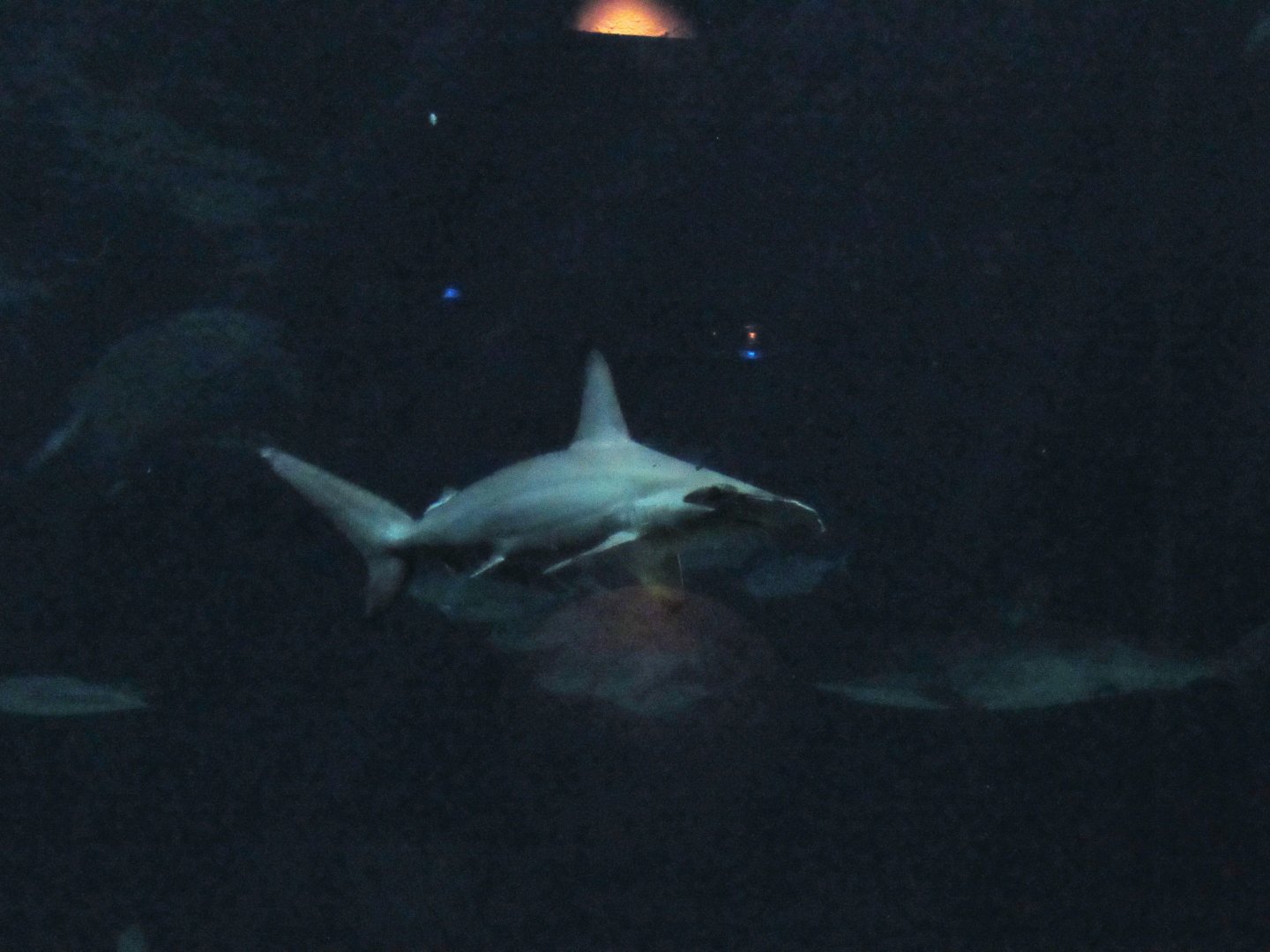 Scalloped Hammerhead Shark