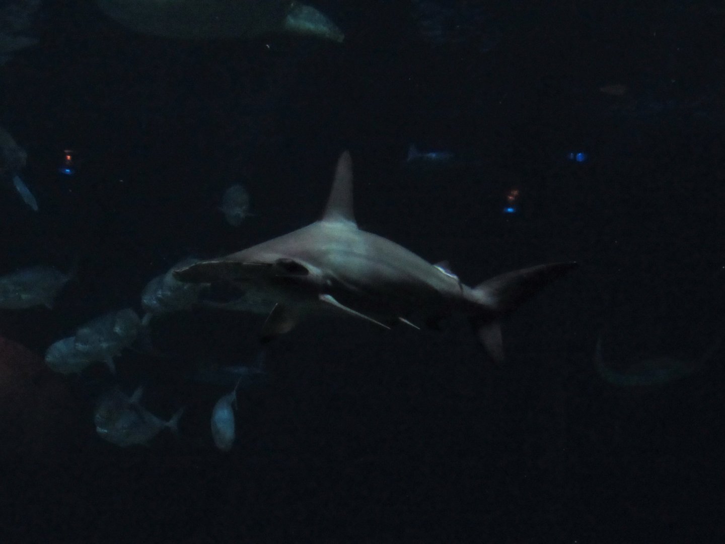 Scalloped Hammerhead Shark