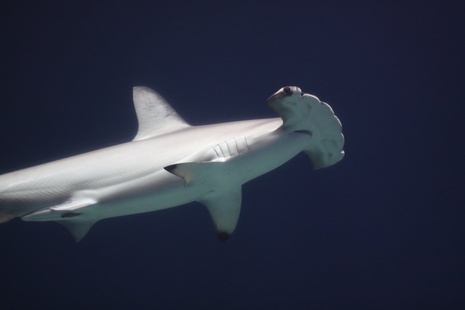 Scalloped hammerhead shark