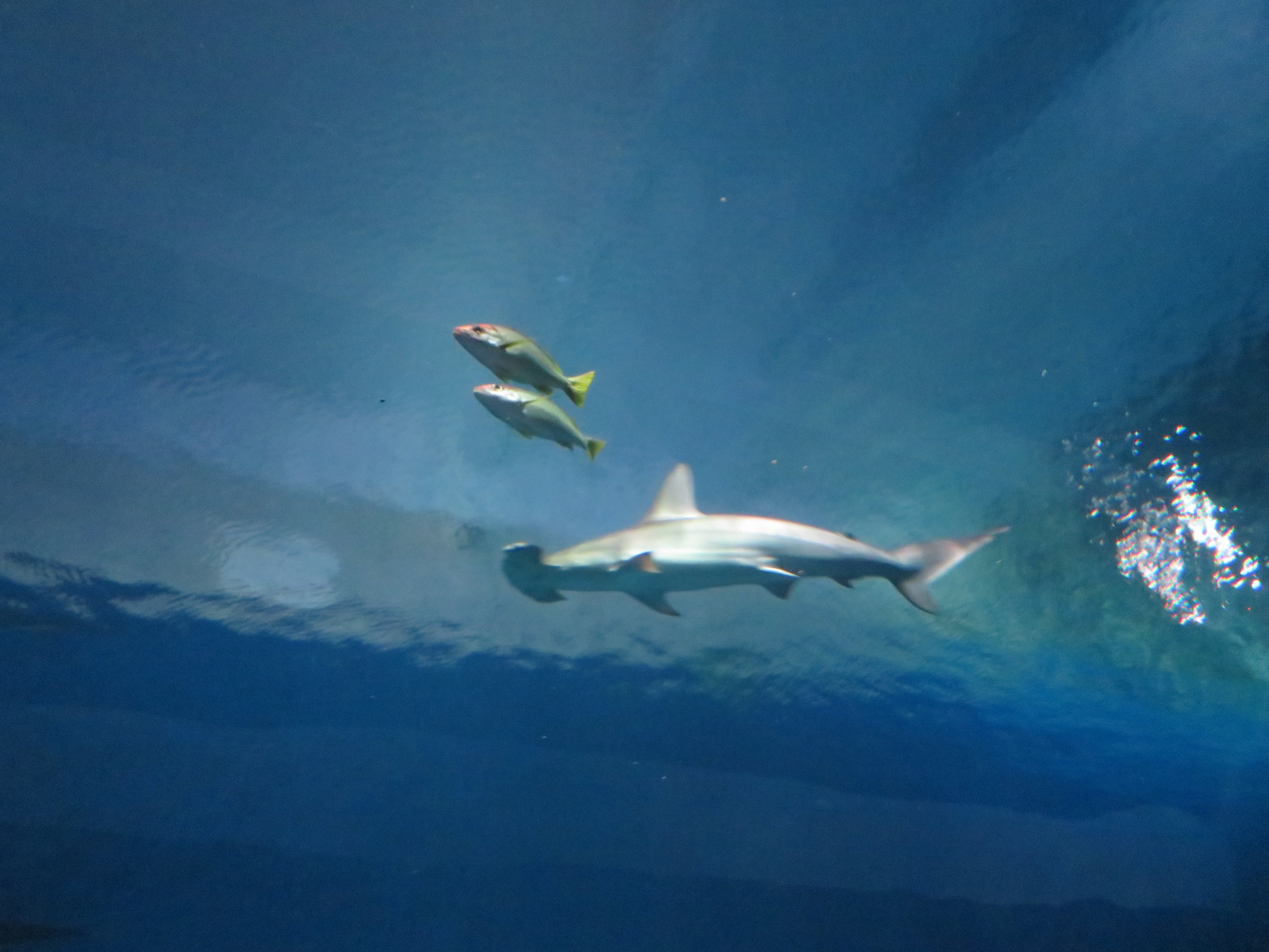 Scalloped Hammerhead Shark