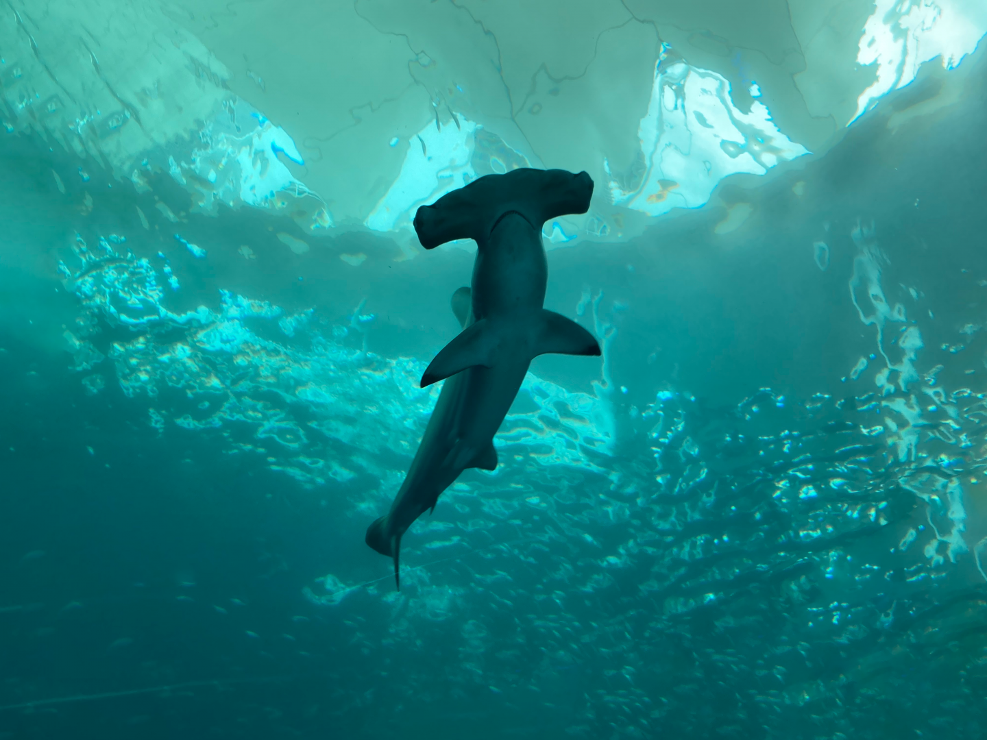 Scalloped Hammerhead Shark