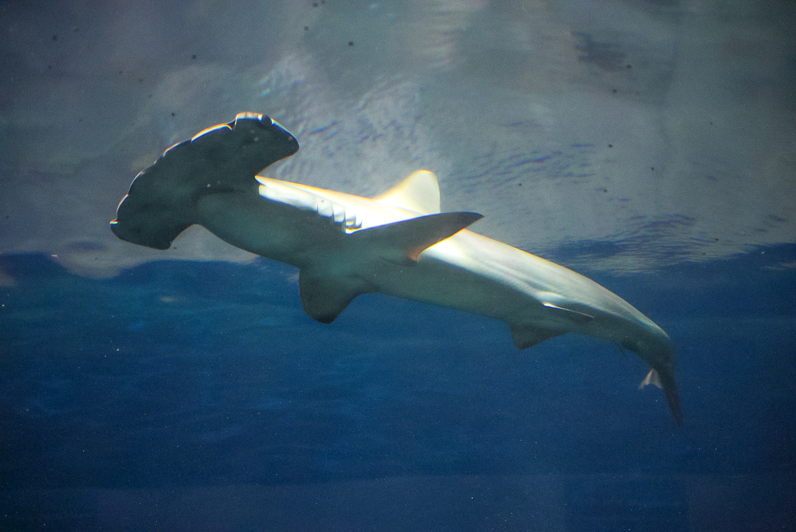 Scalloped Hammerhead Shark