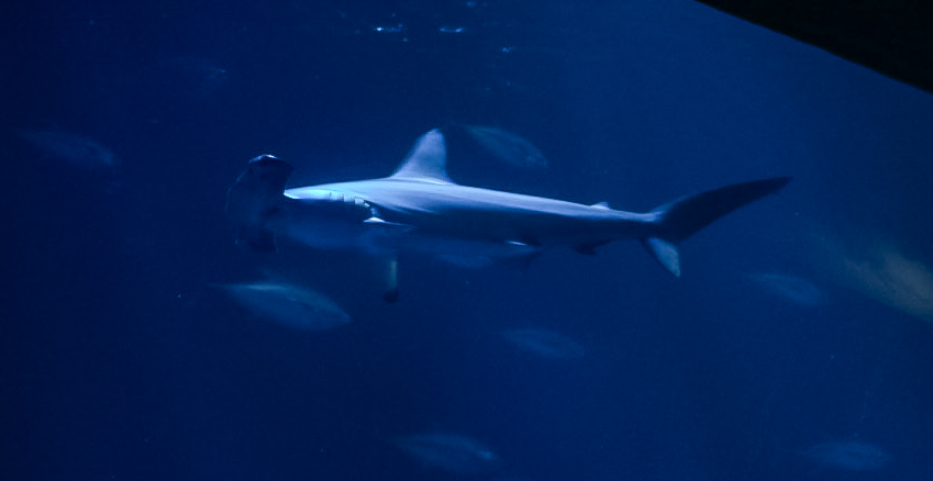 Scalloped Hammerhead Shark