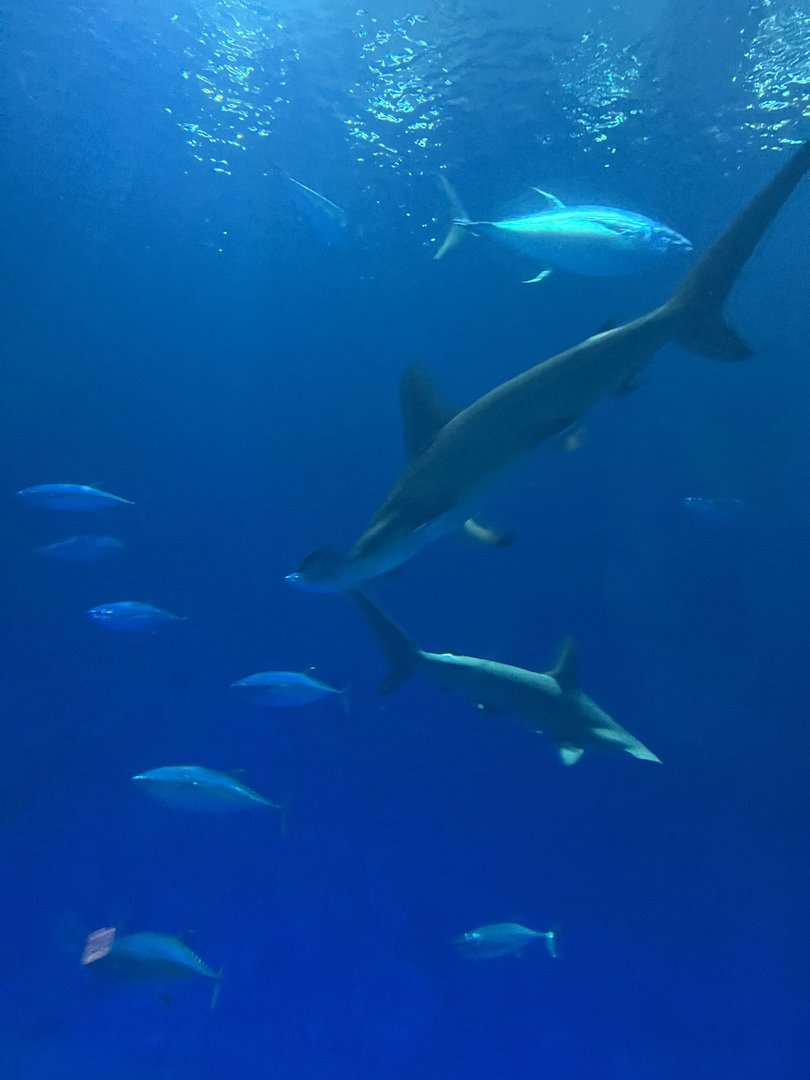 Scalloped Hammerhead Sharks and Yellowfin Tuna