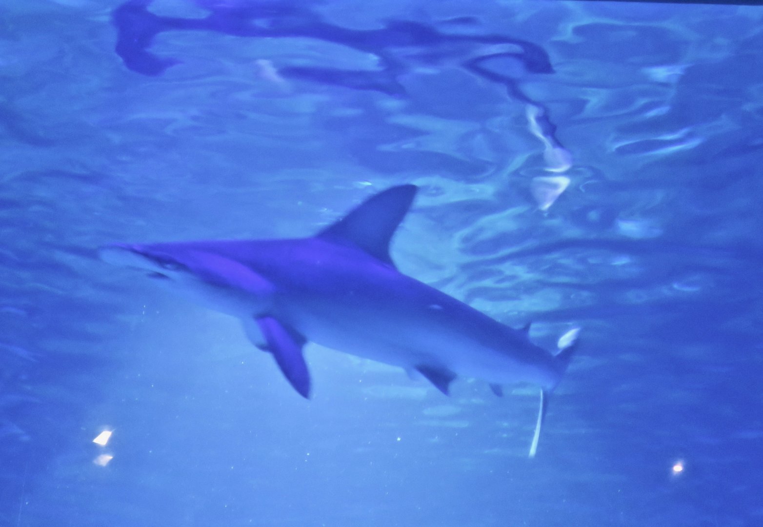 Scalloped Hammerhead (Sphyrna lewini) - Farglory Ocean Park