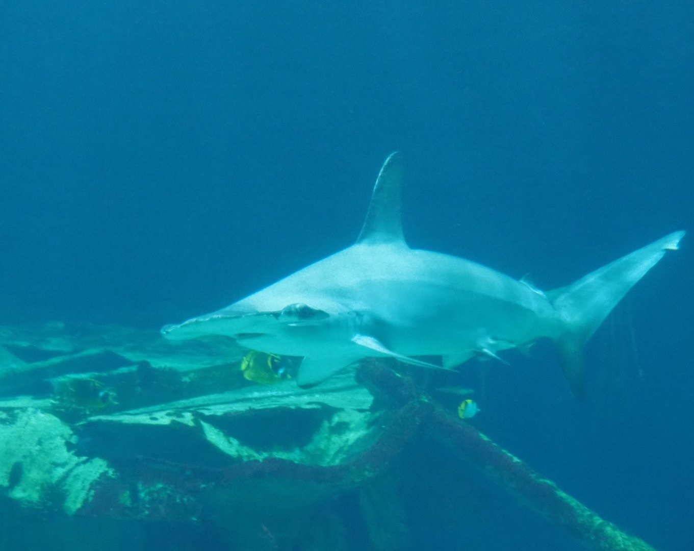 Scalloped hammerhead (Sphyrna lewini), Sep 16th, 2018