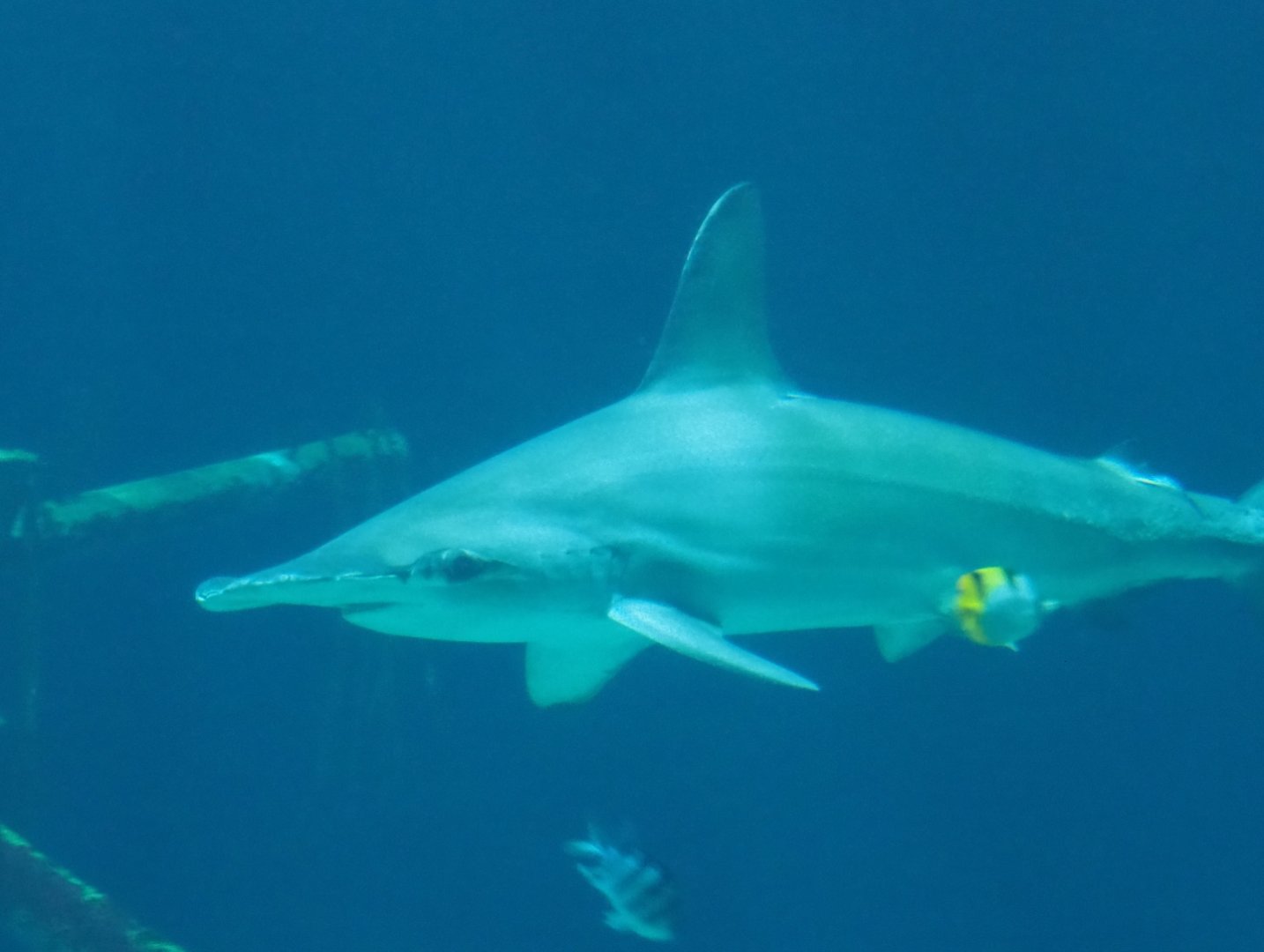 Scalloped hammerhead (Sphyrna lewini), Sep 16th, 2018