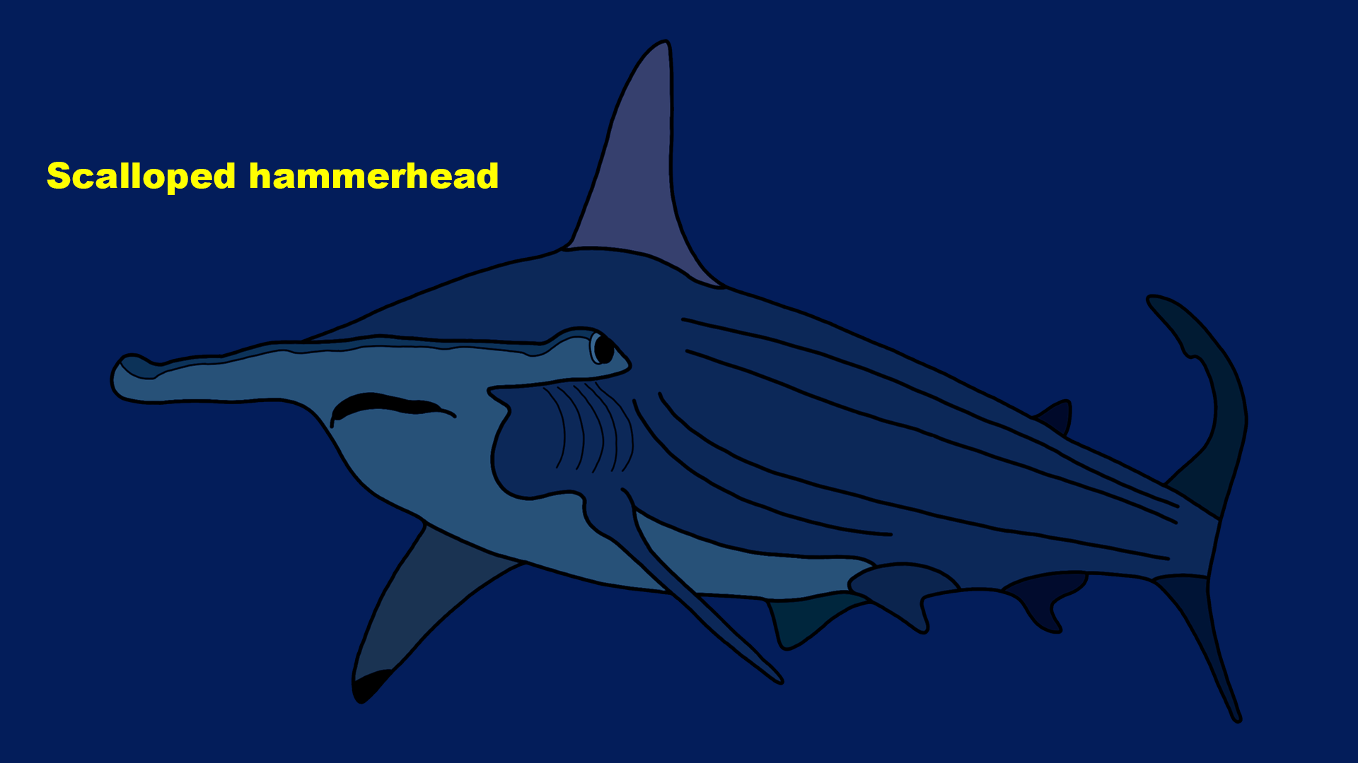 Scalloped hammerhead (Sphyrna lewini)