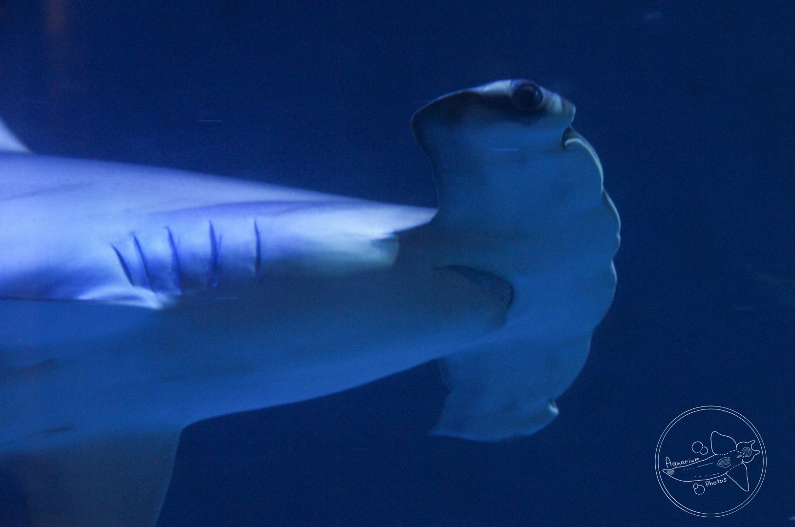 Scalloped Hammerhead (Sphyrna lewini)