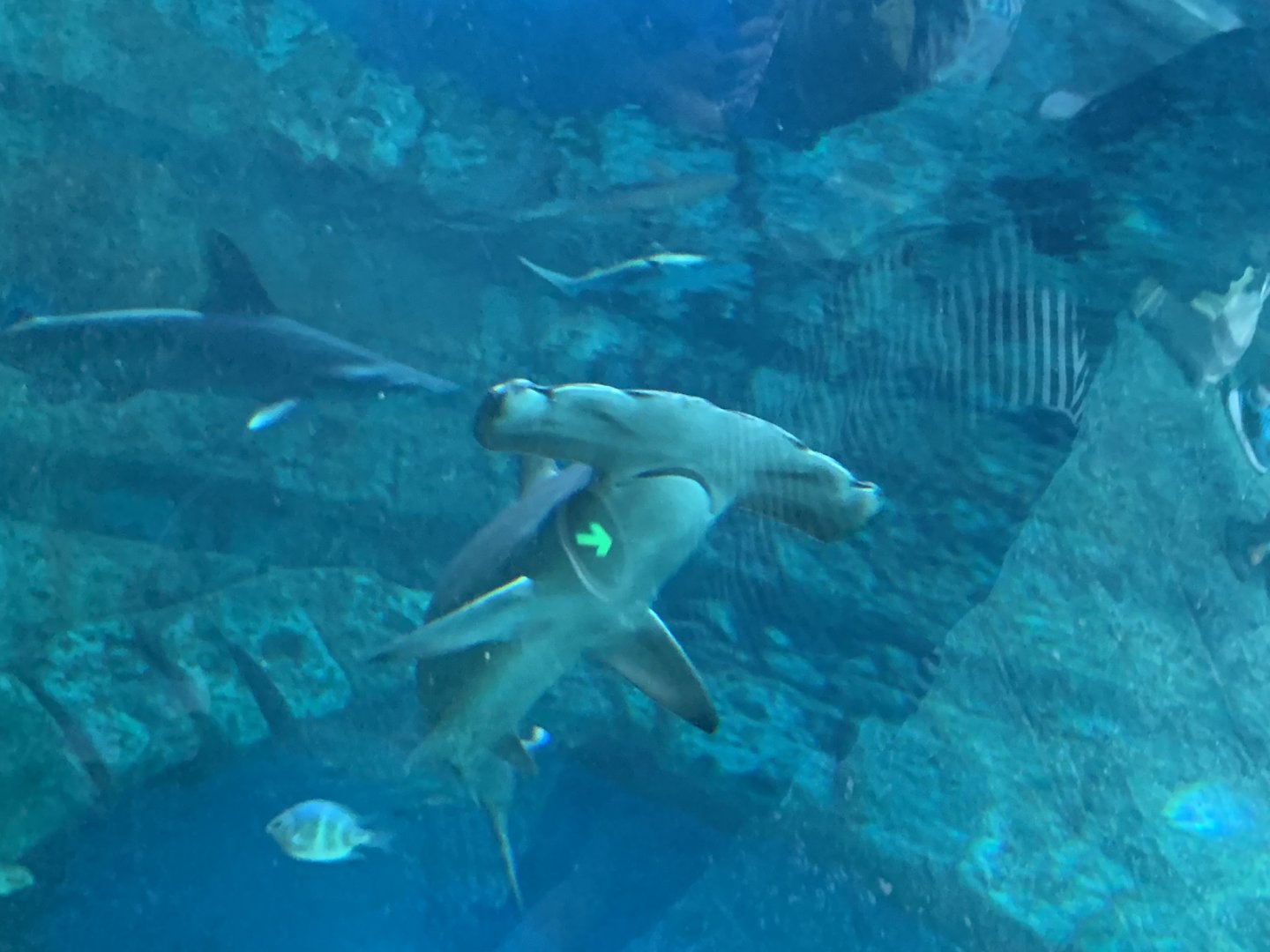 Scalloped hammerhead (Sphyrna lewini)