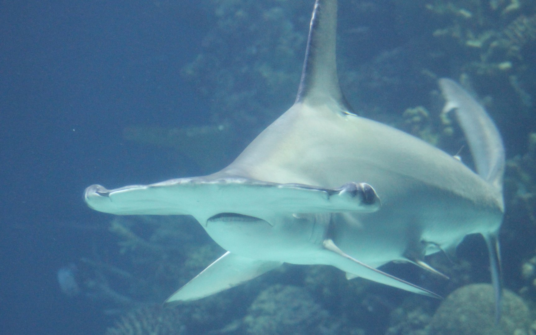 Scalloped hammerhead