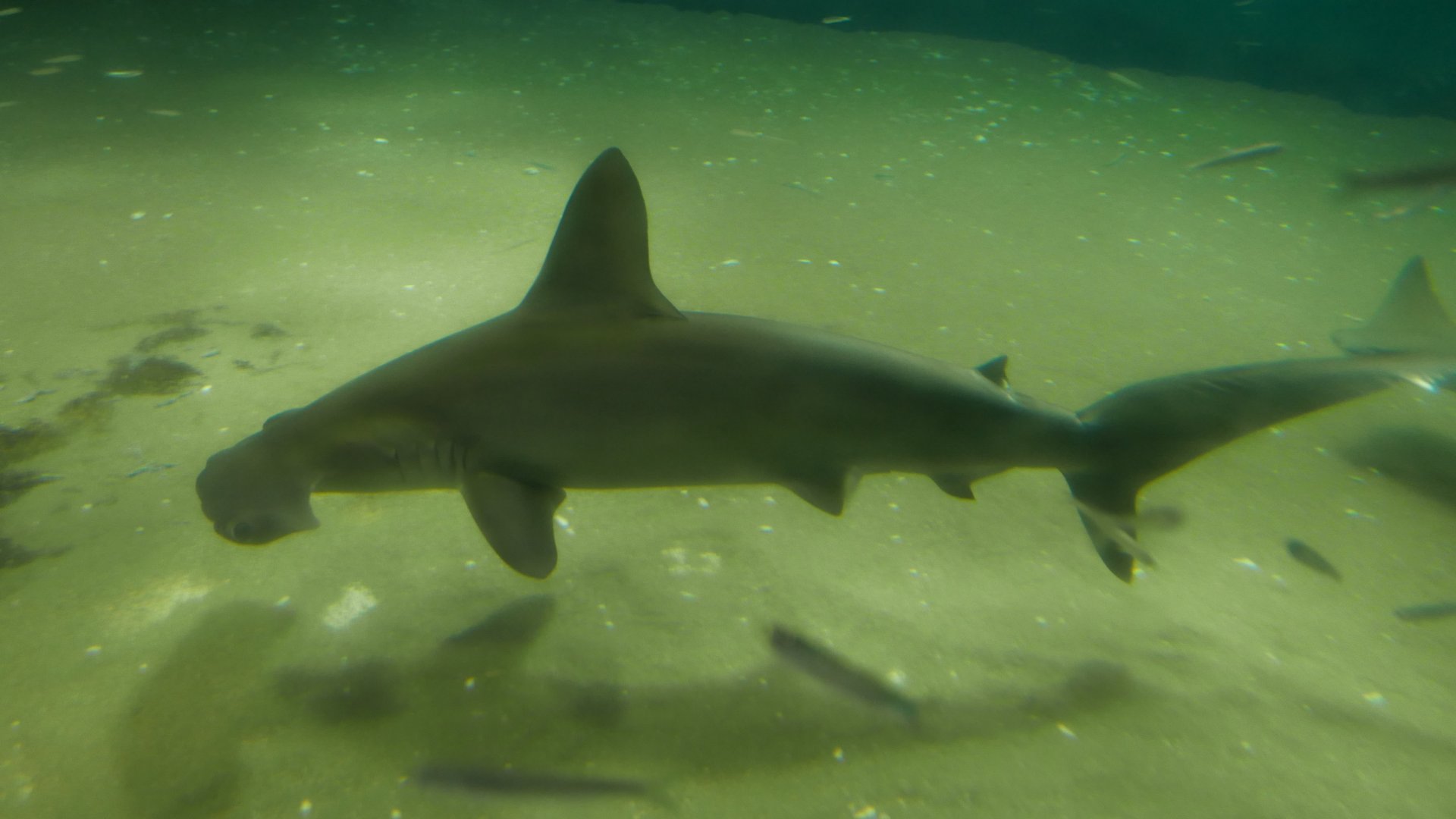Scalloped Hammerhead