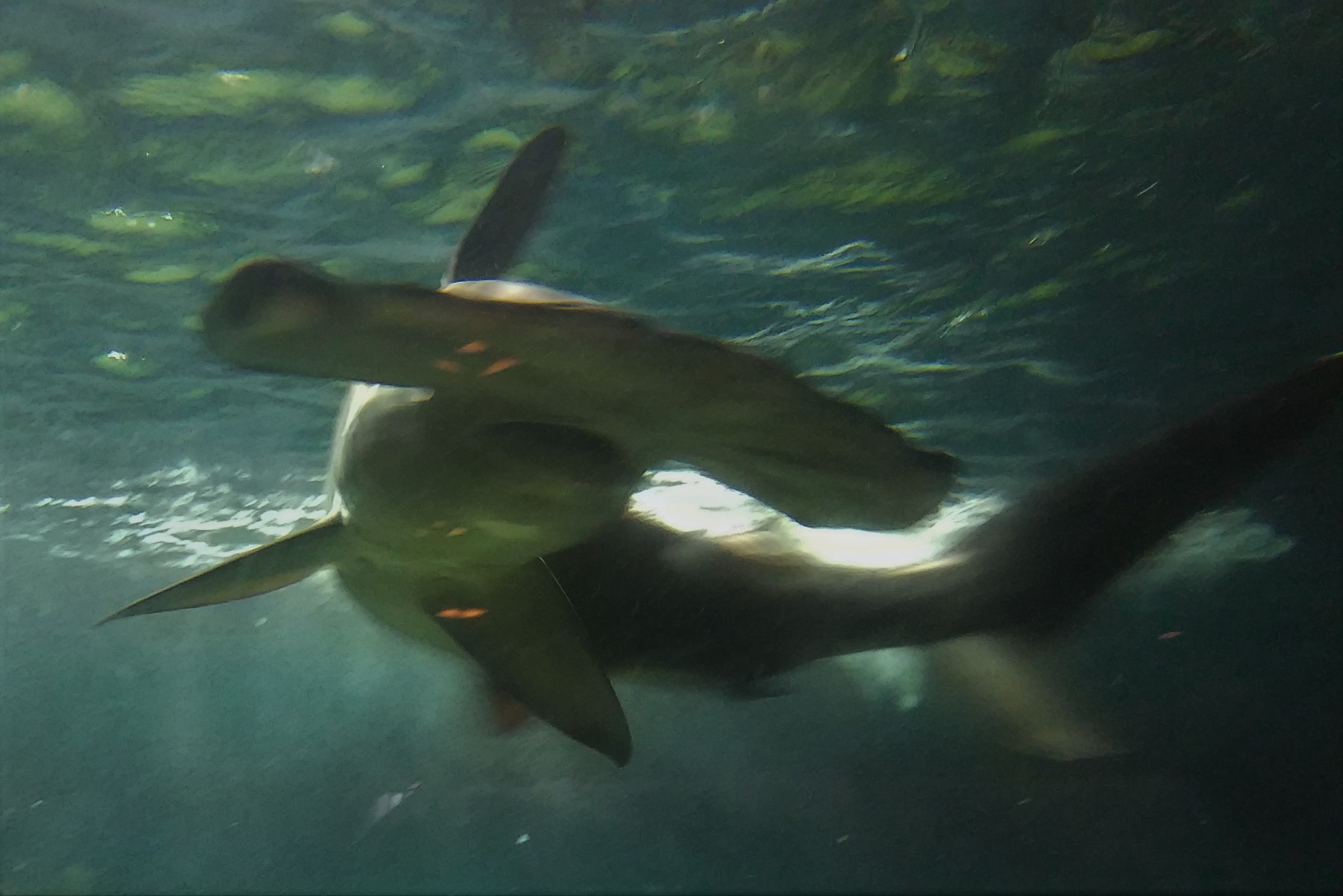 Scalloped Hammerhead