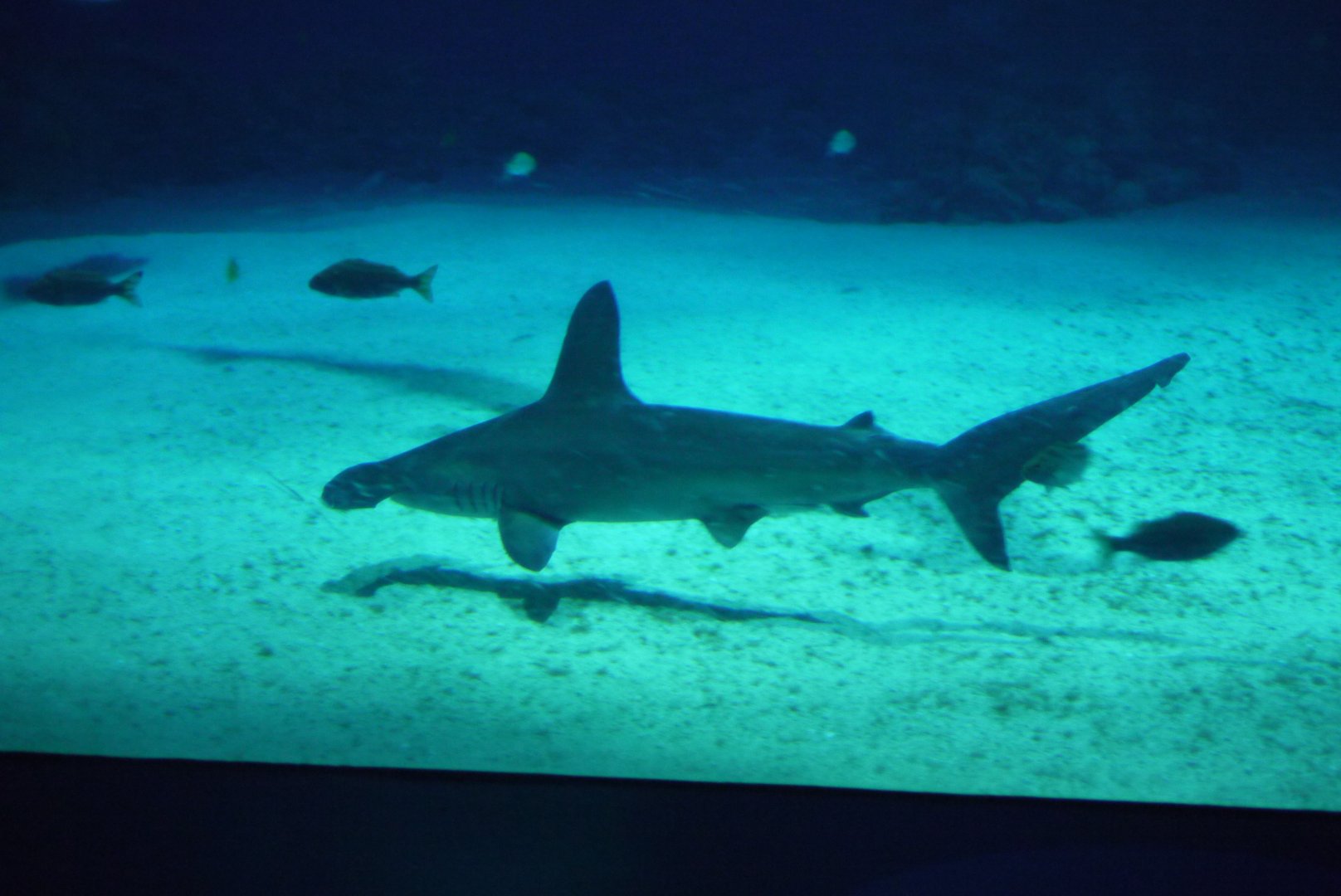 Scalloped Hammerhead