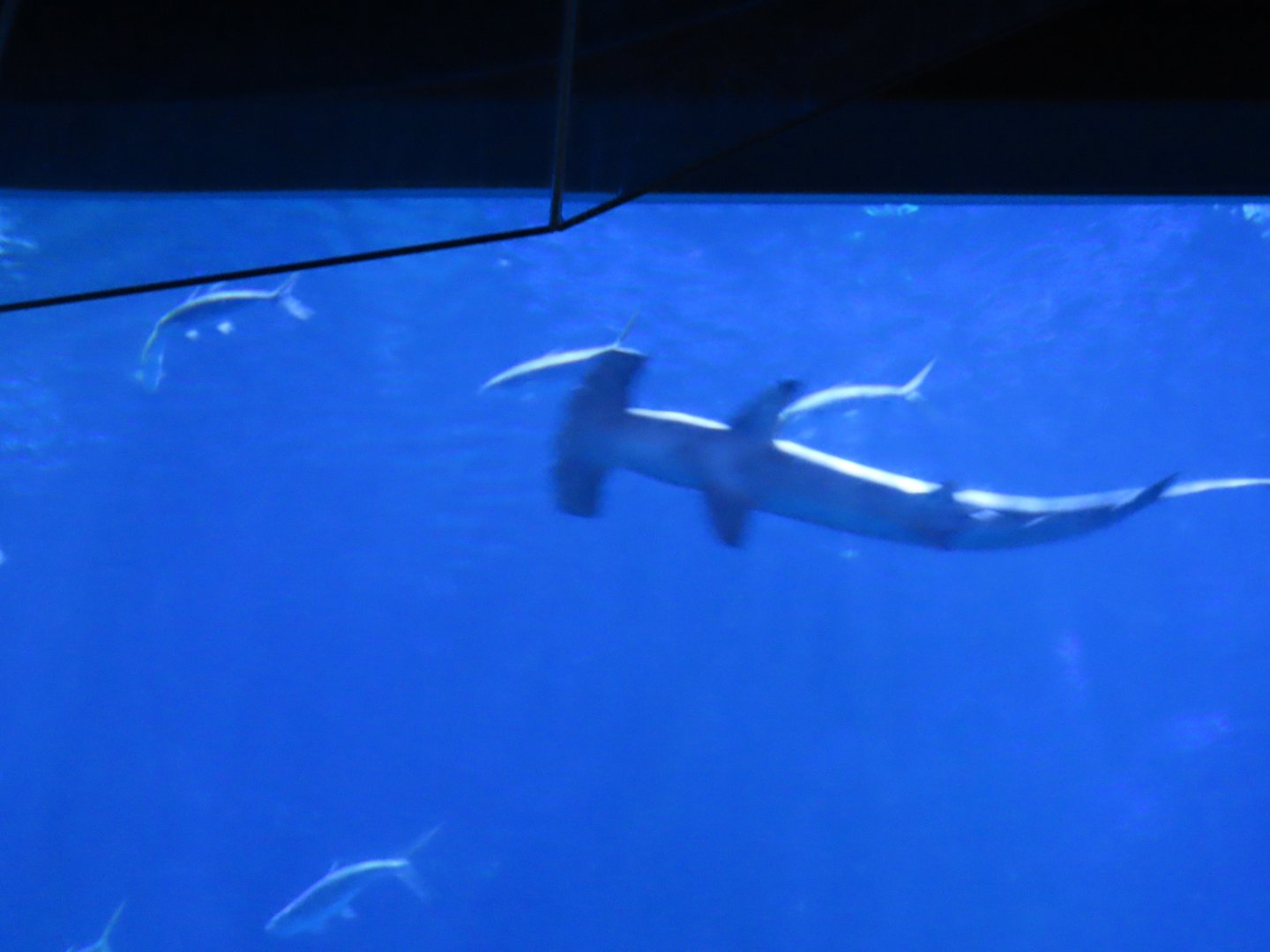 Scalloped hammerhead