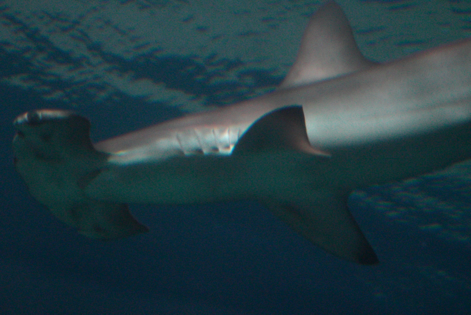 Scalloped Hammerhead
