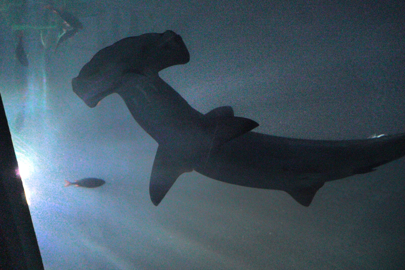 Scalloped Hammerhead