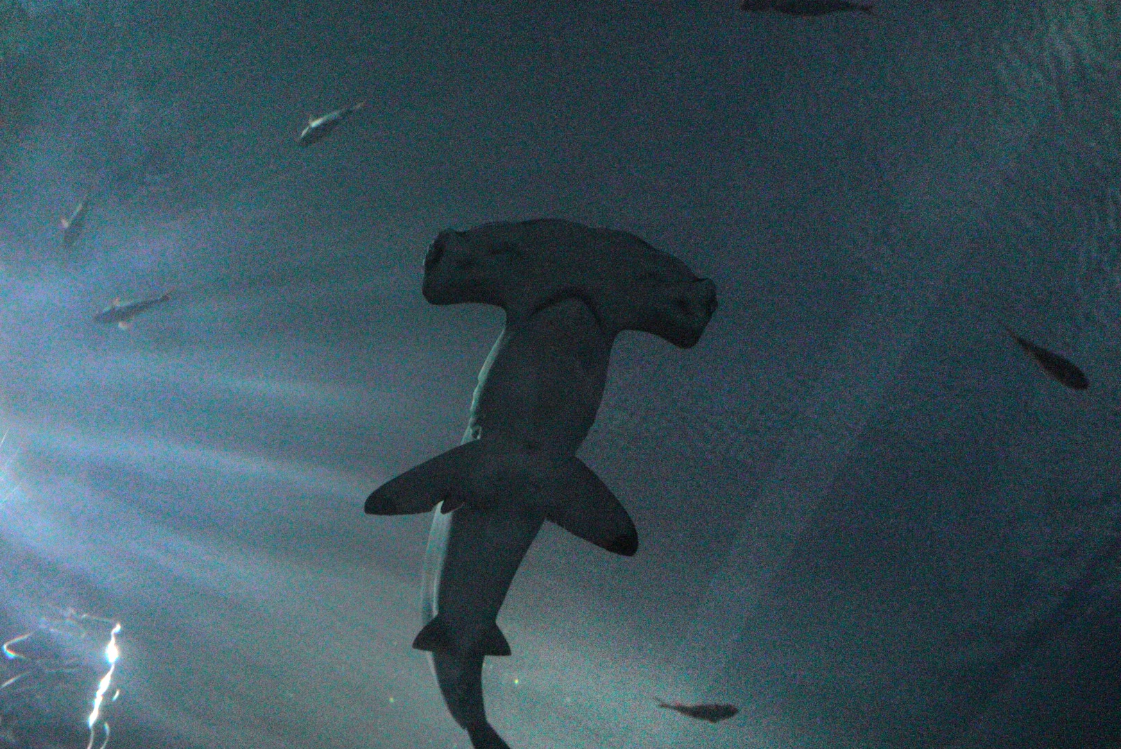 Scalloped Hammerhead