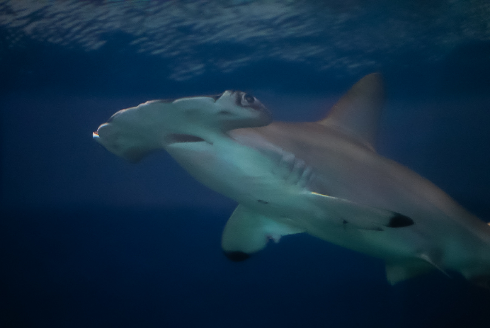 Scalloped Hammerhead