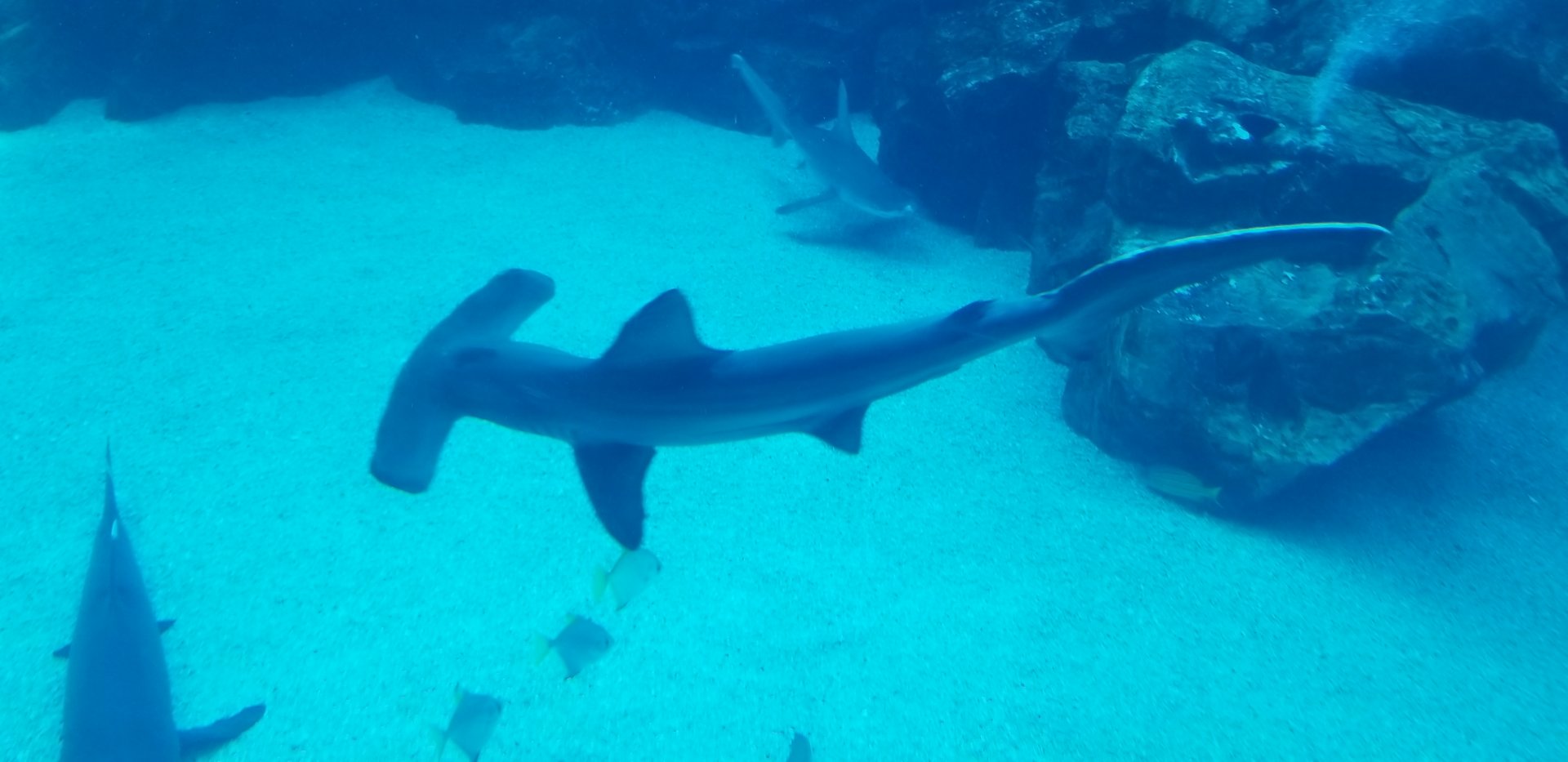 Scalloped Hammerhead