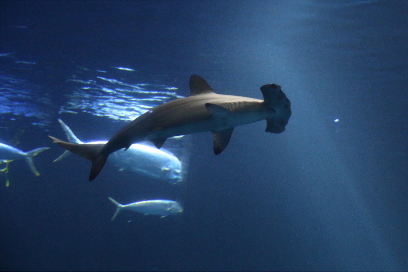 Scalloped Hammerhead
