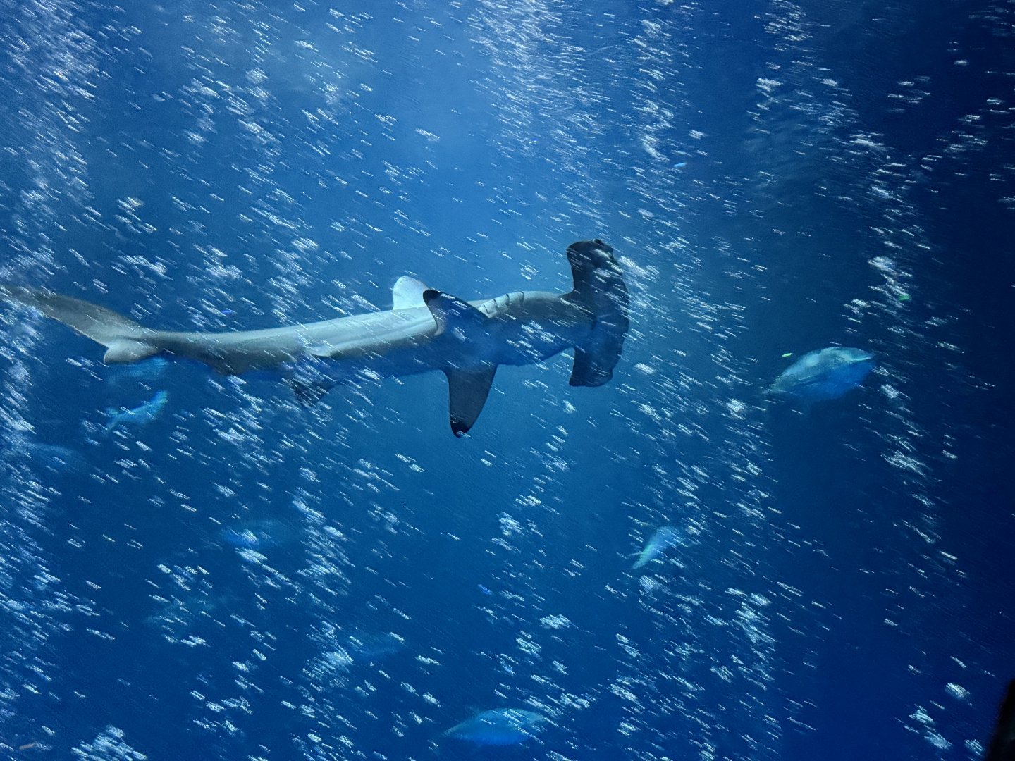 Scalloped Hammerhead