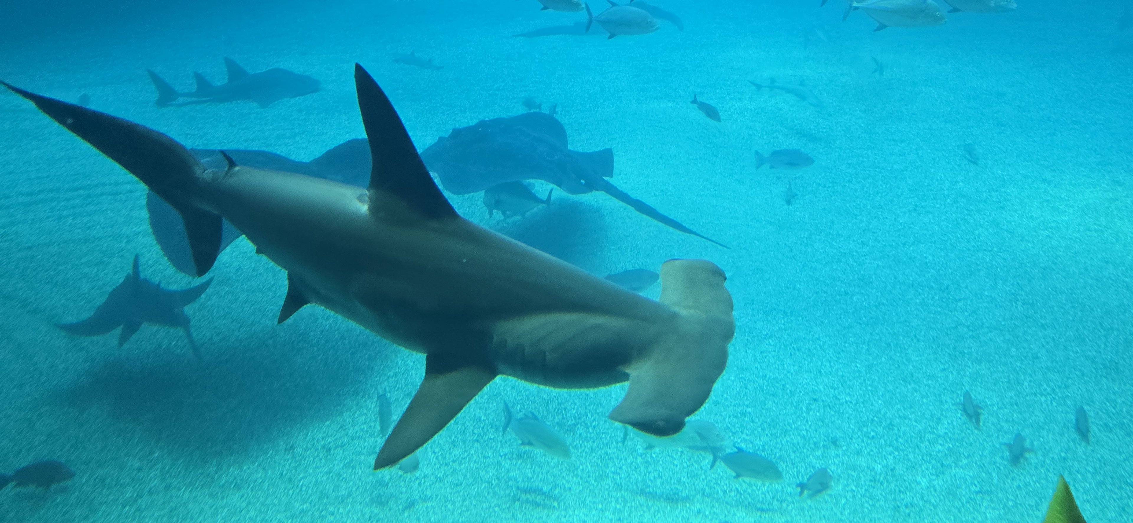 Scalloped hammerhead