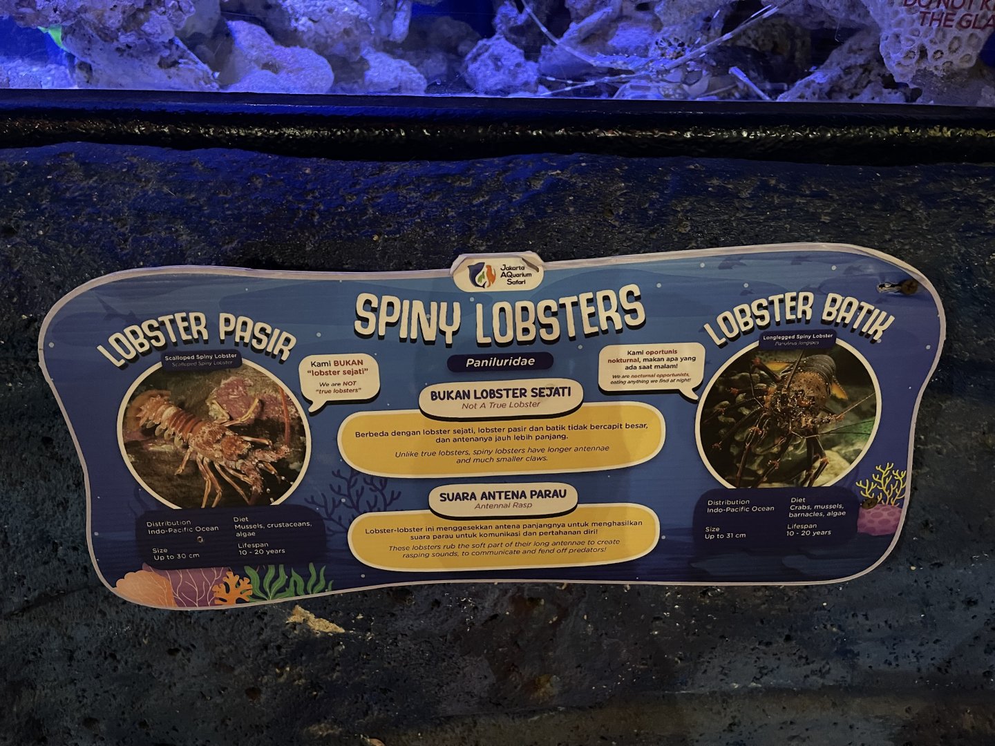 scalloped & longlegged spiny lobster signage