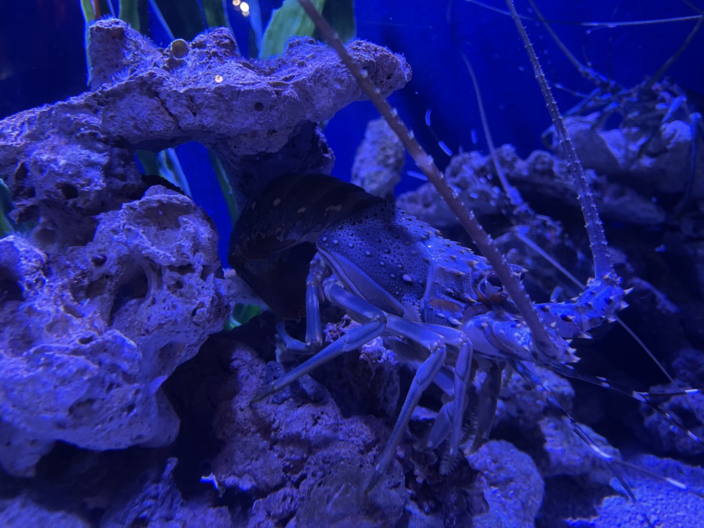 scalloped spiny lobster (panulirus homarus)