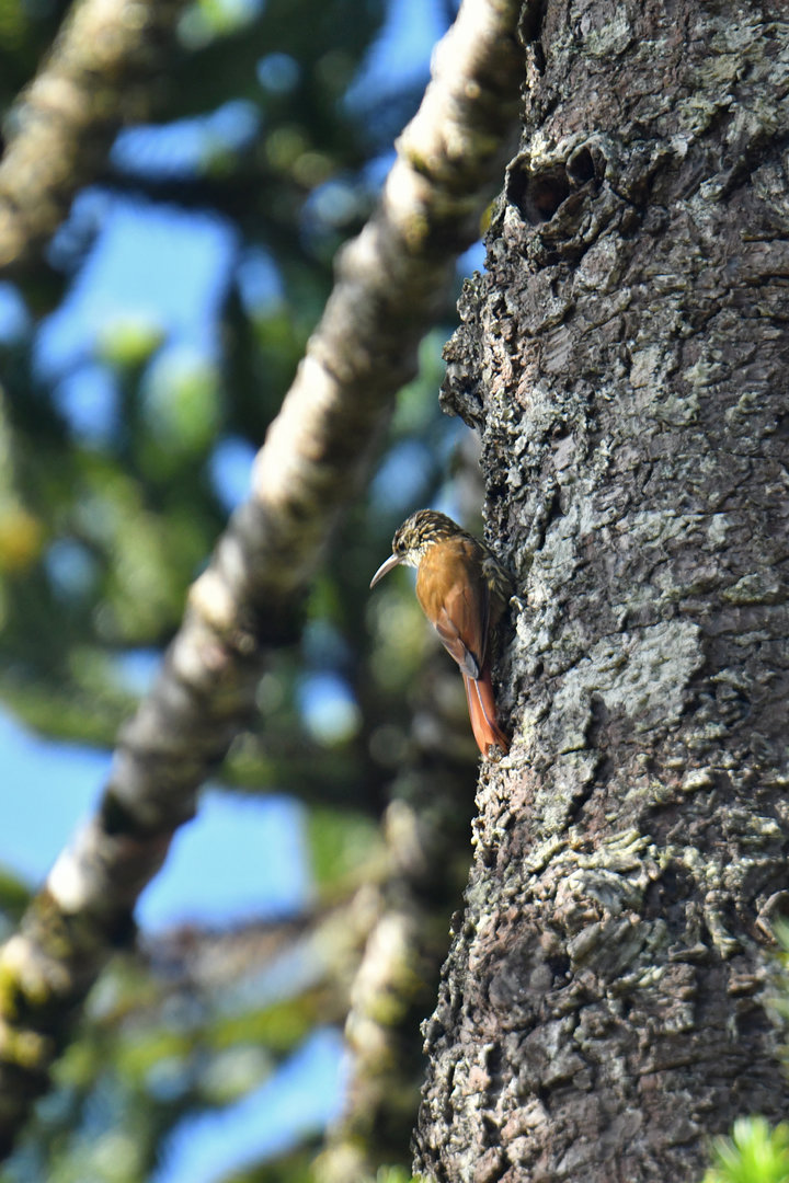 Scalloped Woodcreeper Lepidocolaptes falcinellus