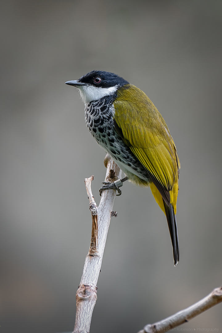 Scaly-Breasted Bulbul - 26/09/2018