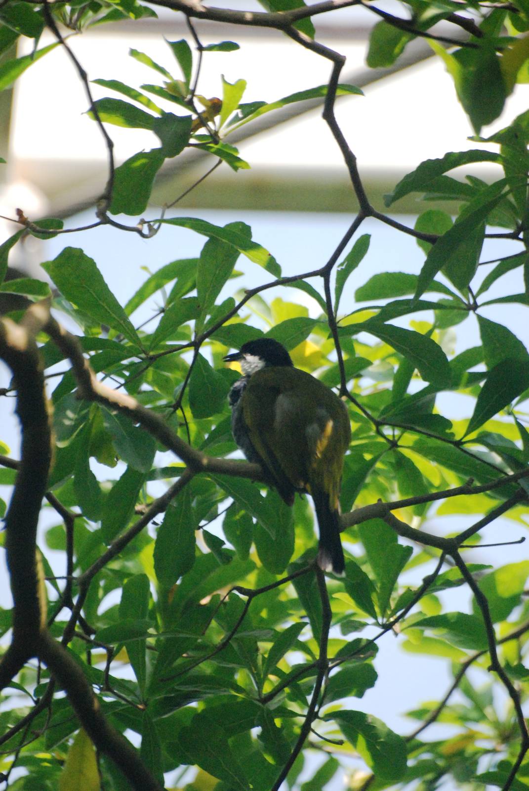 Scaly-breasted Bulbul at Vienna, 16/06/13