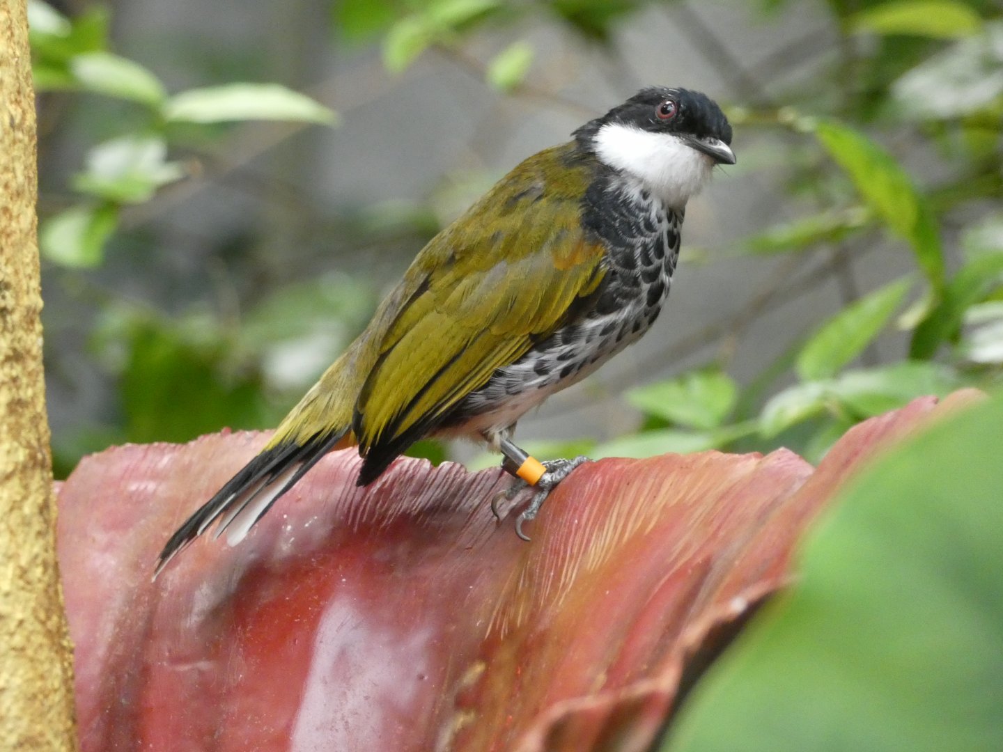 Scaly-breasted Bulbul in Monsoon Forest