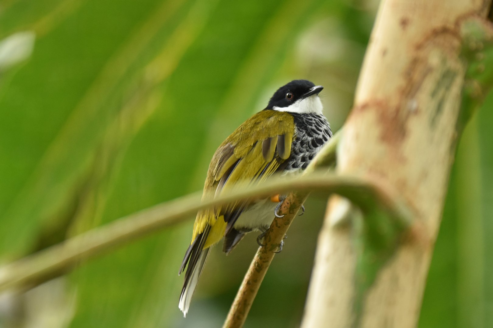Scaly-breasted Bulbul Ixodia squamata