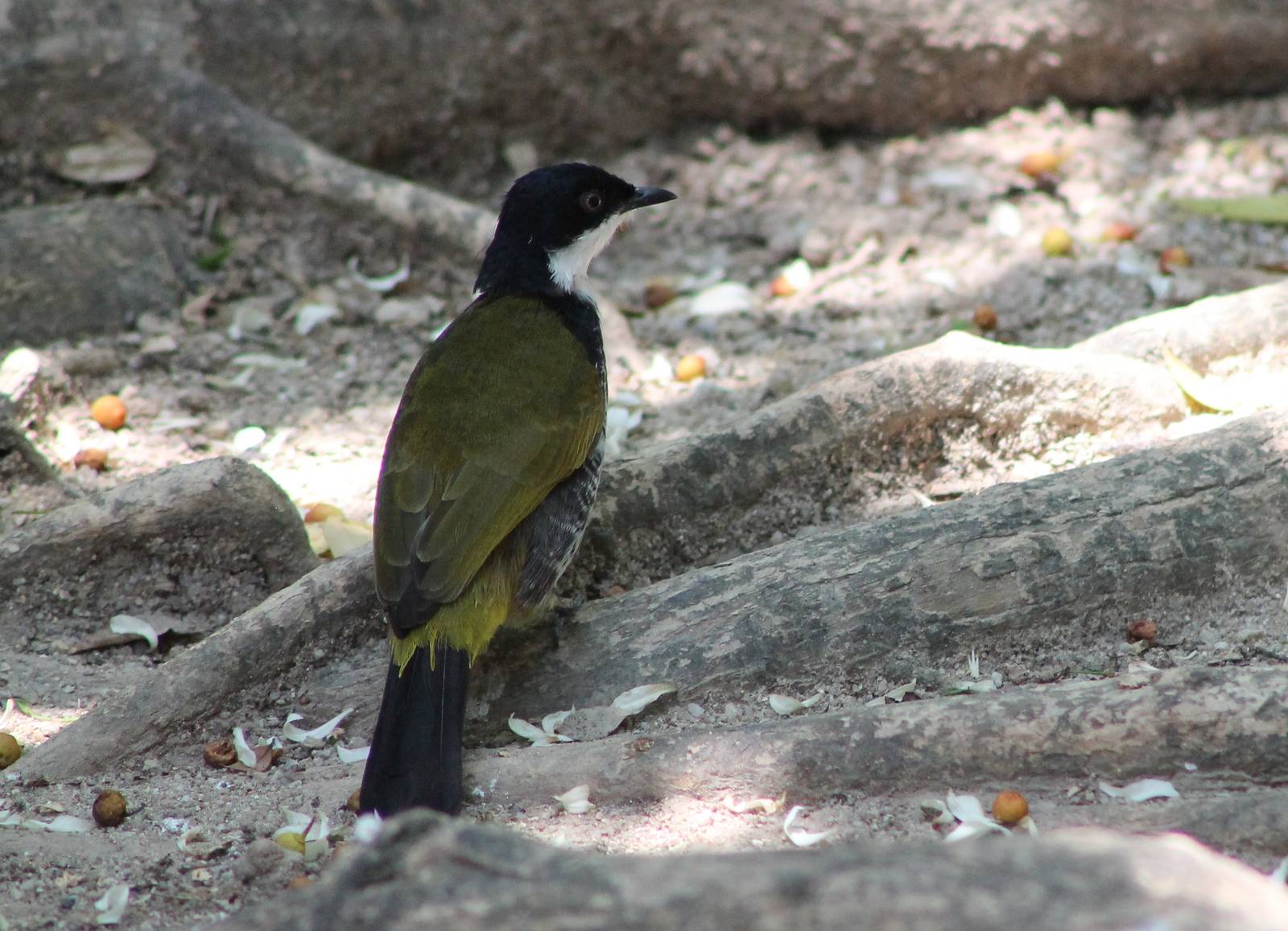 scaly-breasted bulbul (Pycnonotus squamatus)