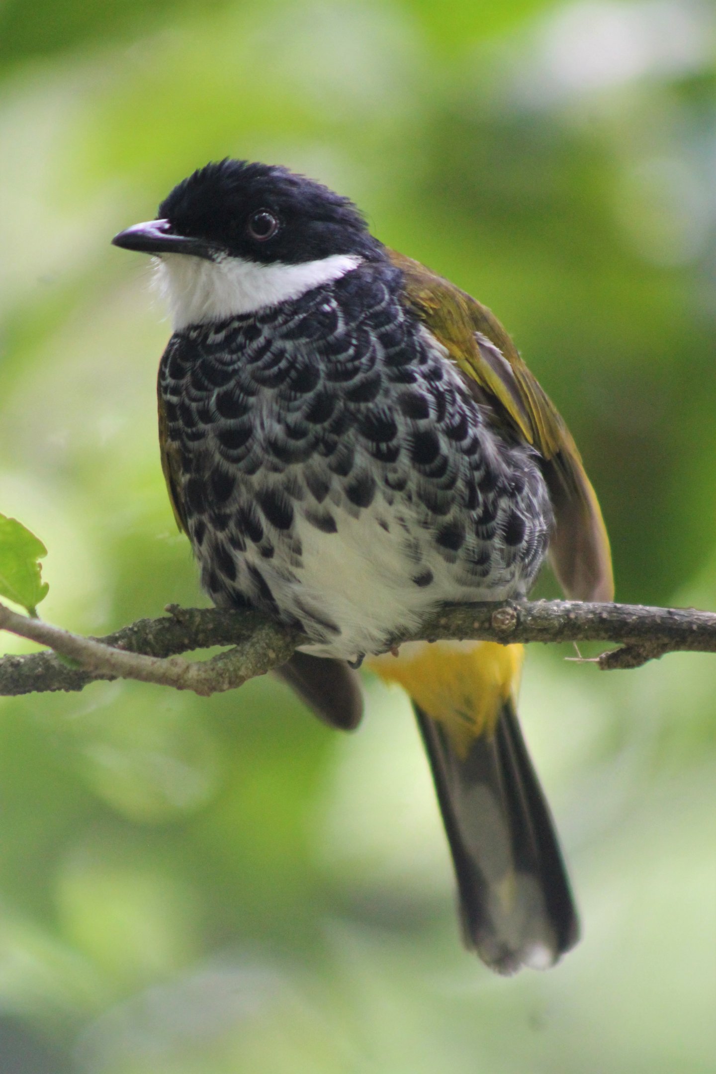 Scaly-breasted Bulbul (Pycnonotus squamatus)