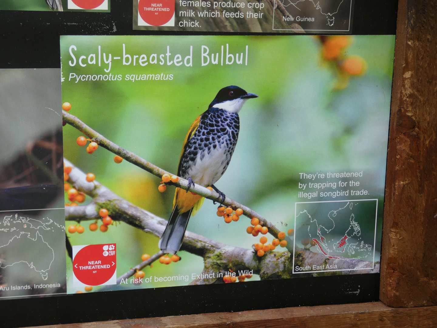 Scaly-breasted Bulbul Signage