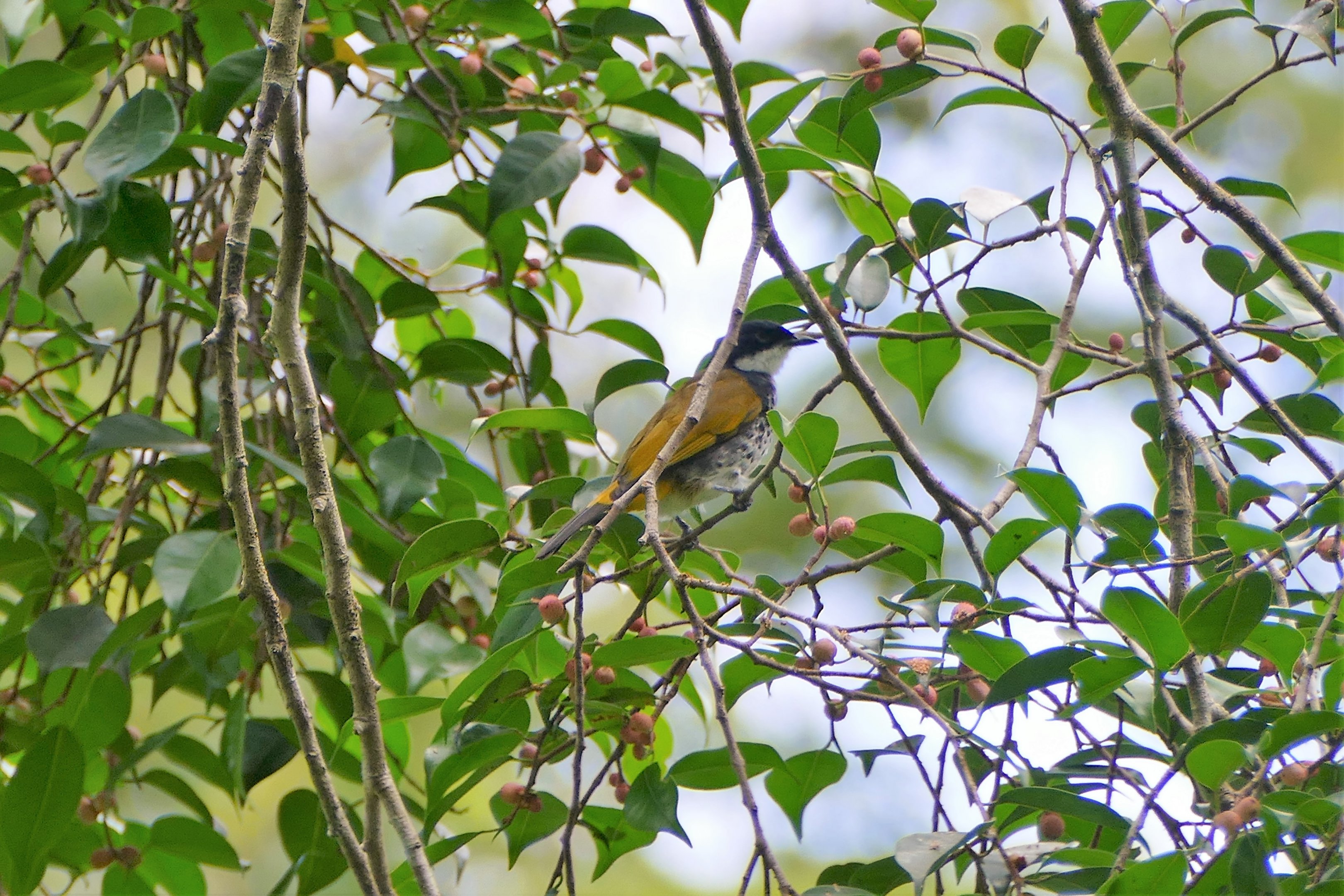 Scaly-breasted Bulbul - Taman Negara