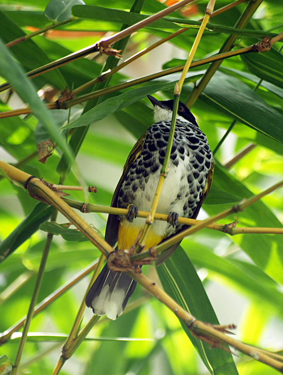 Scaly-breasted bulbul