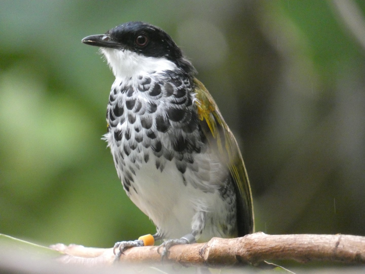 Scaly-breasted Bulbul