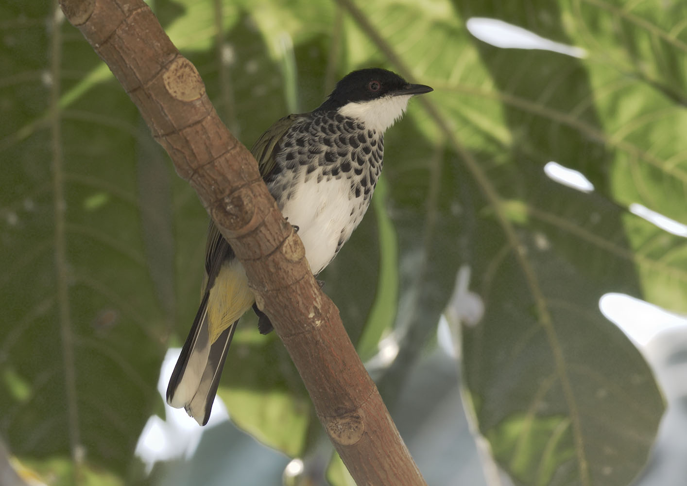 Scaly-breasted bulbul