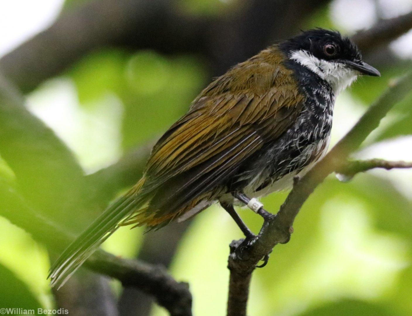 Scaly-breasted Bulbul