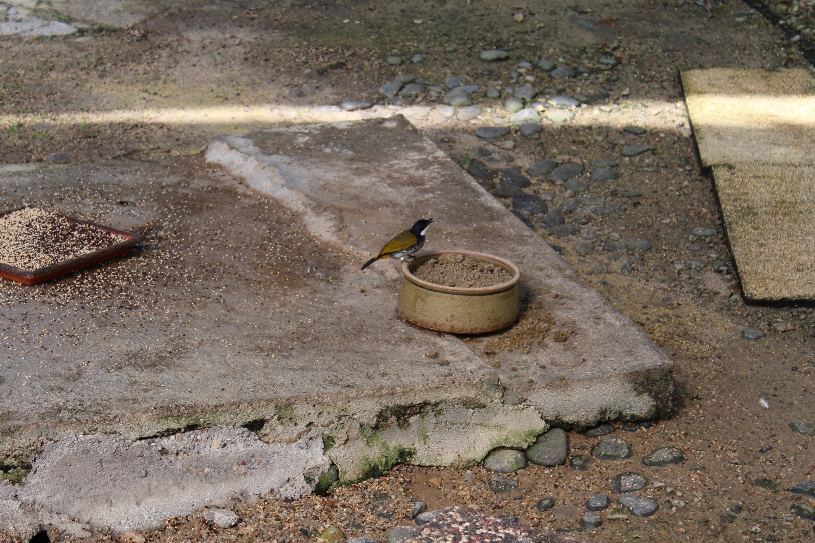 Scaly-breasted Bulbul