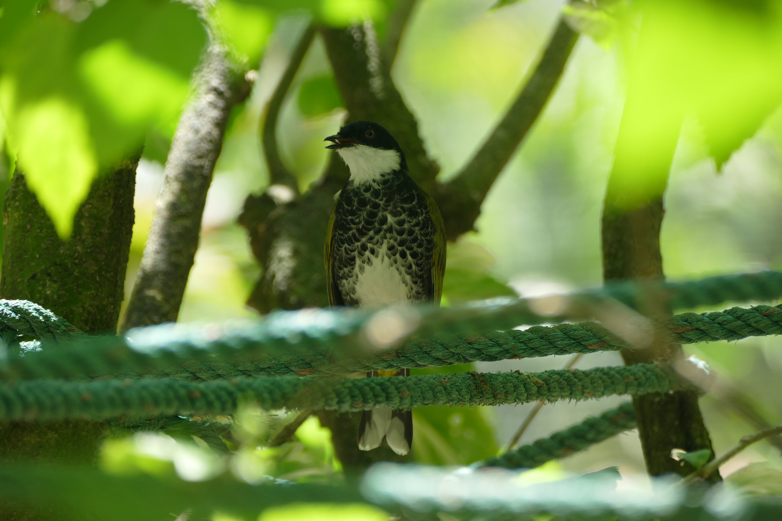 Scaly-breasted bulbul